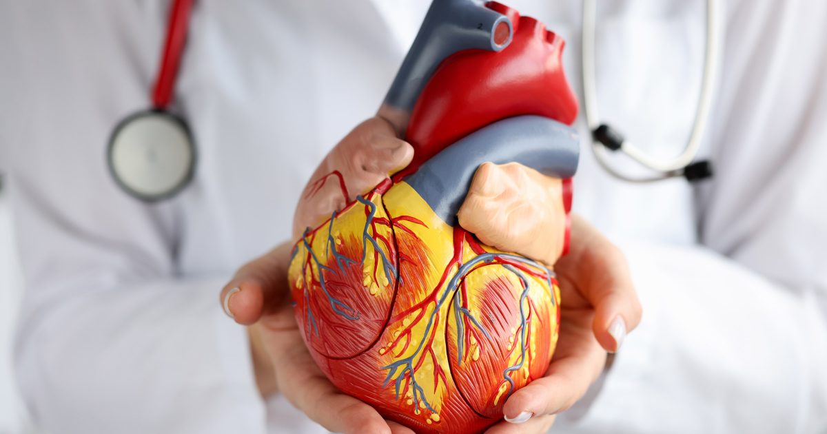 cropped_doctor_holding_scientific_heart_model_1355075846